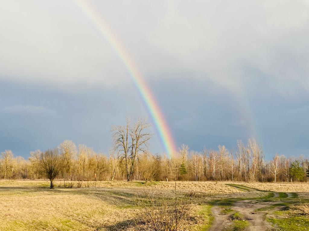 A rainbow over a meadow at the edge of bare trees.